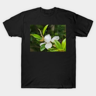 Magnolia Bloom 1 T-Shirt